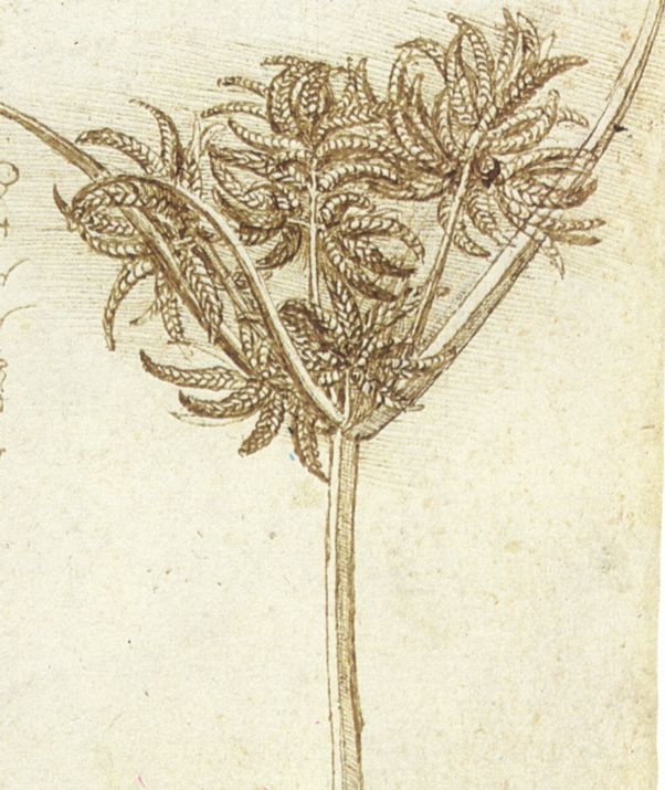 Star of Bethlehem and Other Plants by Leonardo da Vinci, red chalk and pen, c. 1506-1508, Royal Collection